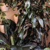 Plant 002